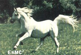 IS THIS HORSE GOOD AT MATHEMATICS? IS THIS HORSE GOOD AT MATHEMATICS?